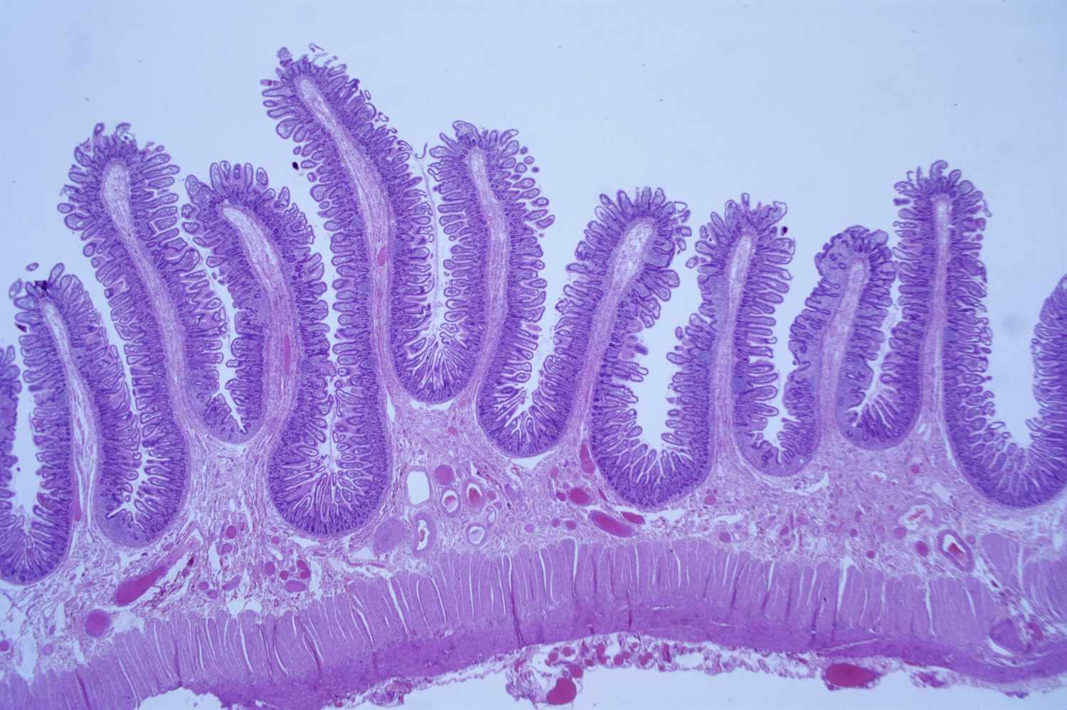 Histology
