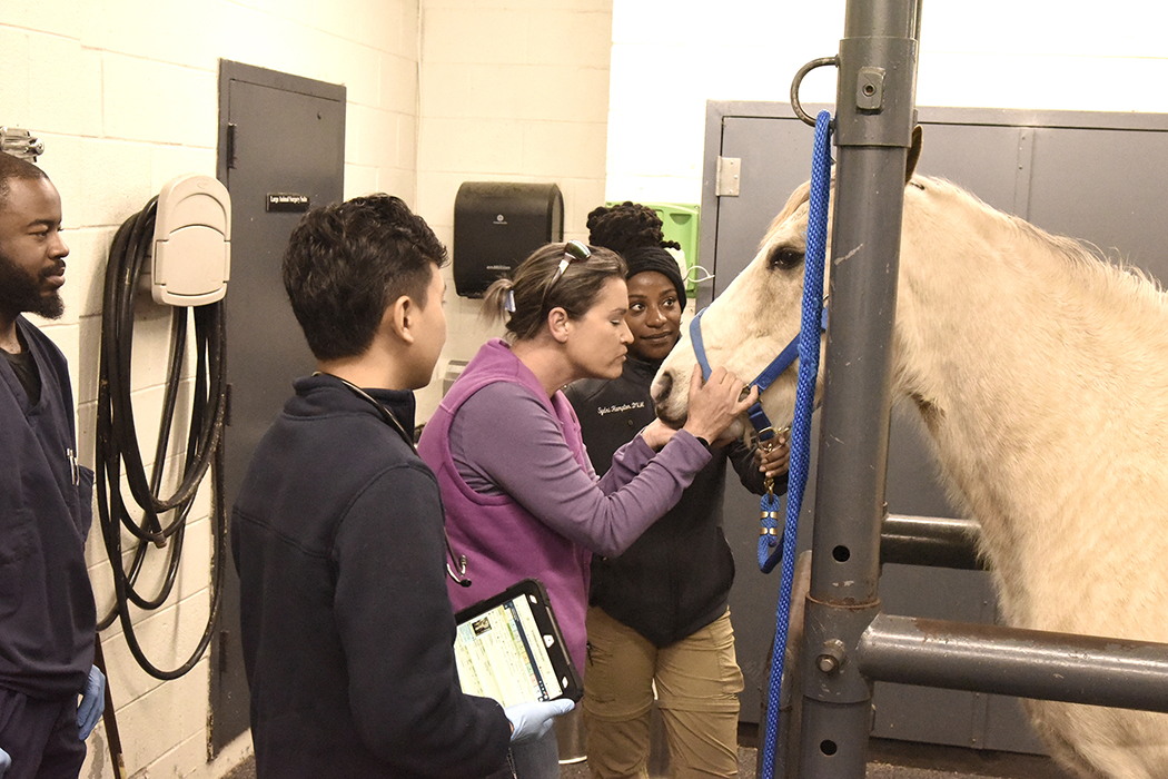 Vet students examine at horse