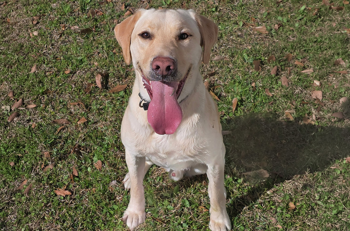 Vested Interest in K9s, Inc