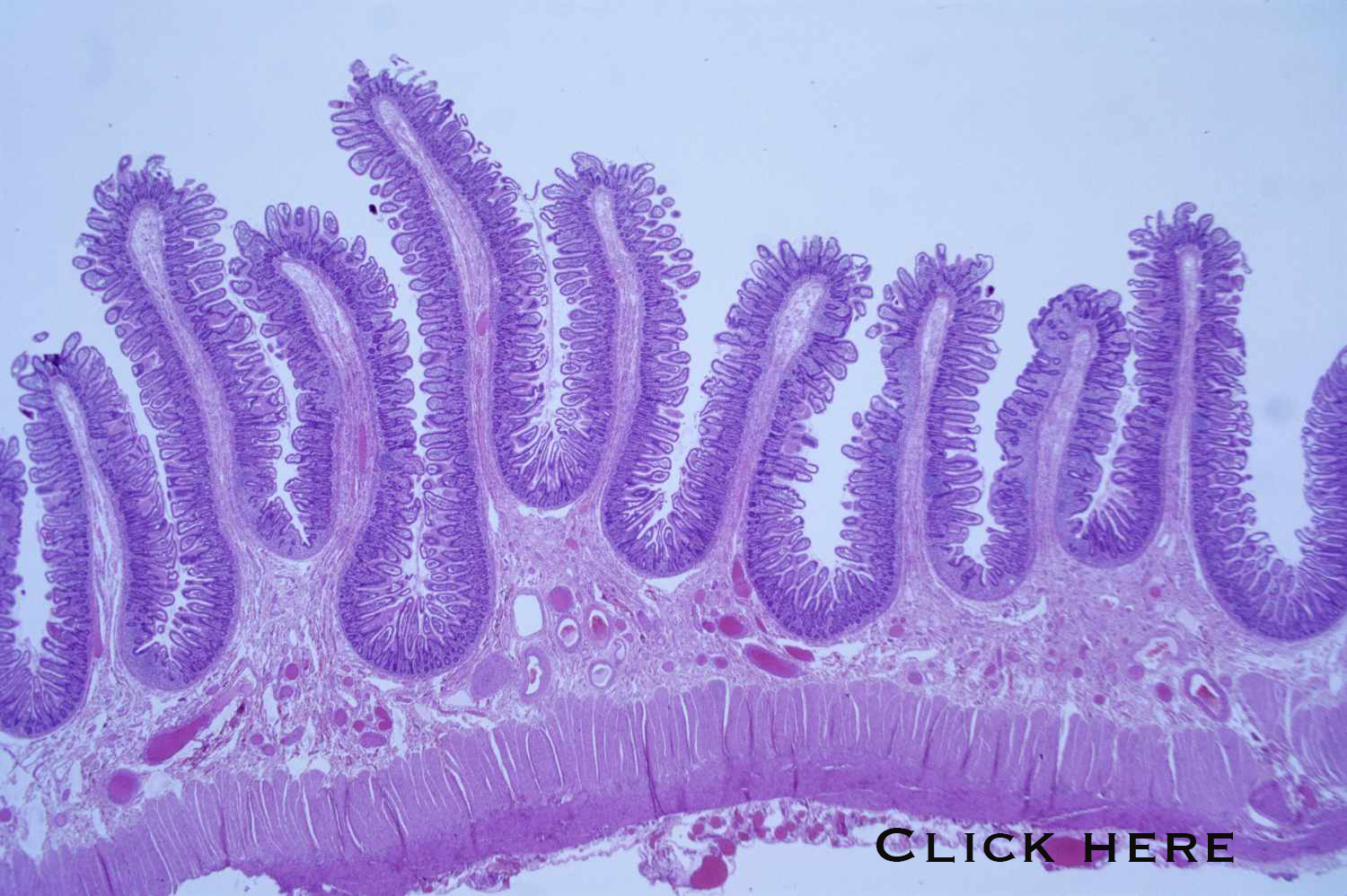Histology