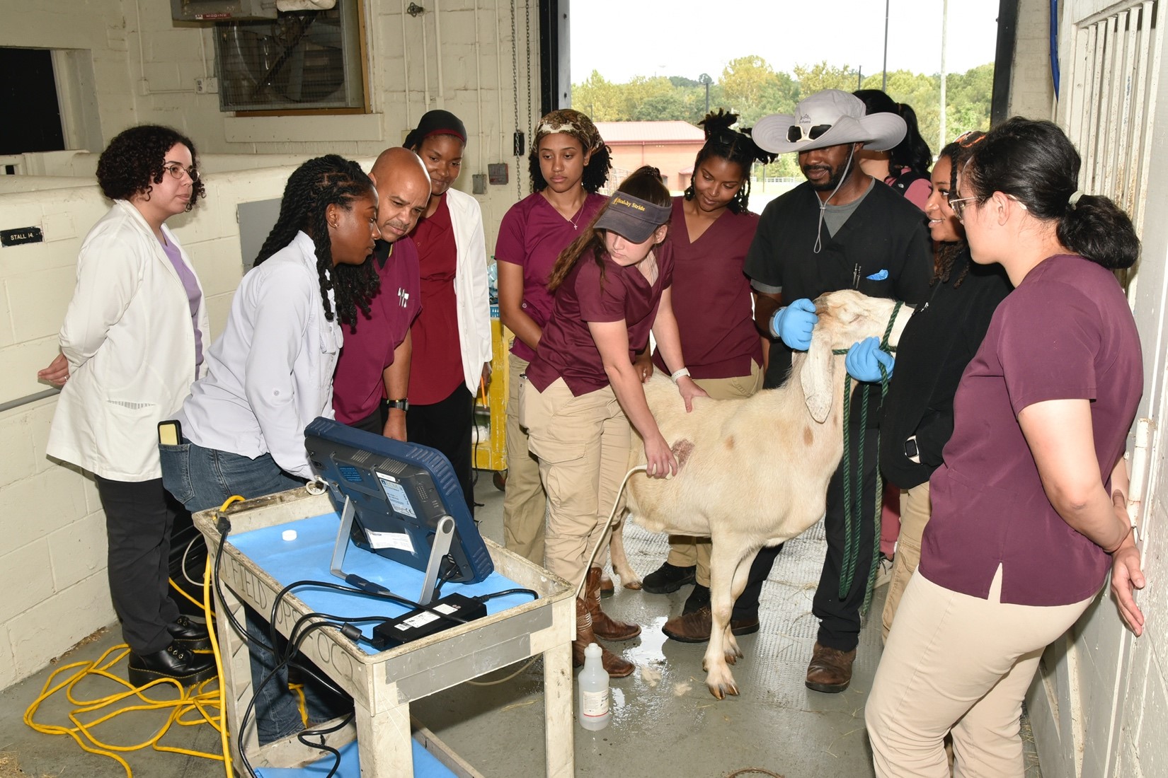 Veterinarian and students examine goat