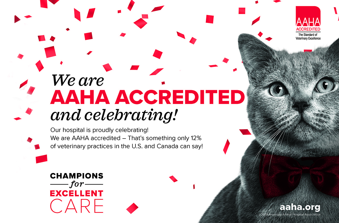 Graphic announcing TU's VTH receiving AAHA accreditation