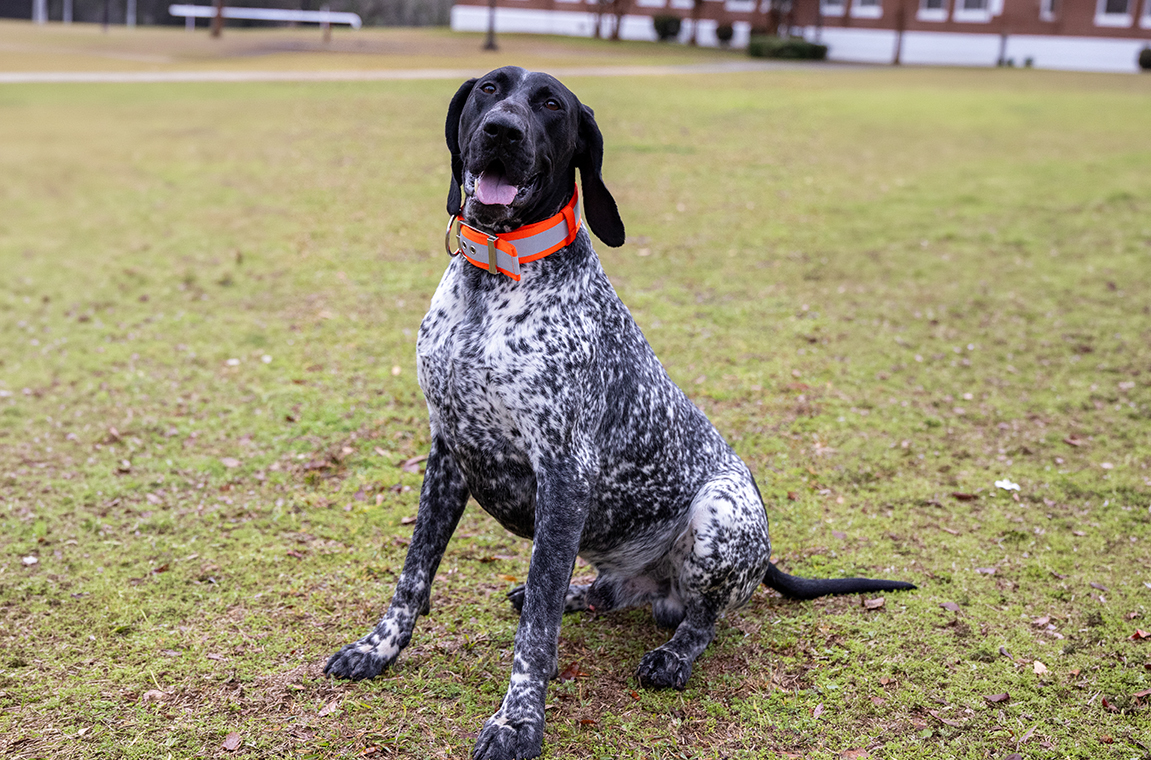 Tuskegee University Police Department Receives Donation of Body Armor for K9 Law Enforcement Dog, Brendan